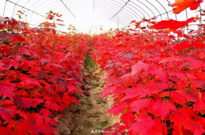 日本紅楓、美國紅楓、中國紅楓這樣區(qū)分，認識這種彩葉苗木(圖8)