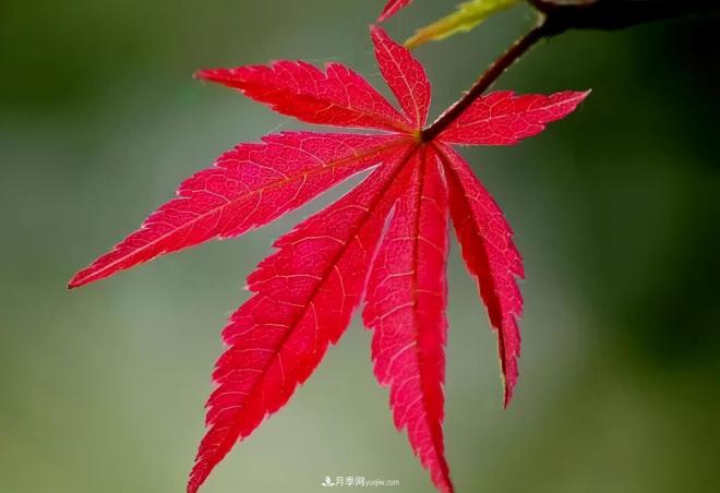 日本紅楓、美國紅楓、中國紅楓這樣區(qū)分，認識這種彩葉苗木(圖5)