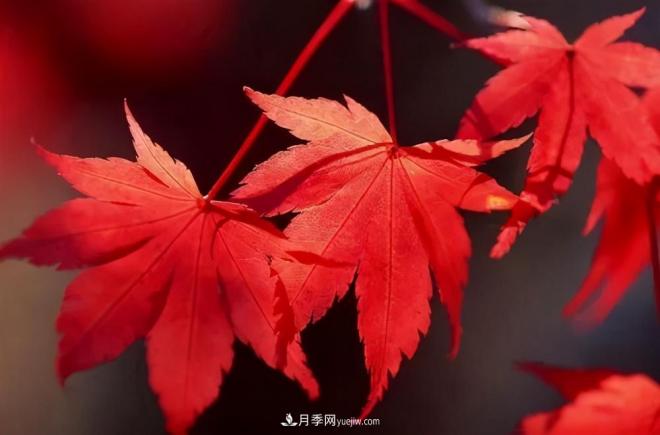 日本紅楓、美國紅楓、中國紅楓這樣區(qū)分，認識這種彩葉苗木(圖4)
