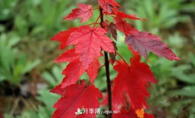日本紅楓、美國紅楓、中國紅楓這樣區(qū)分，認識這種彩葉苗木(圖6)