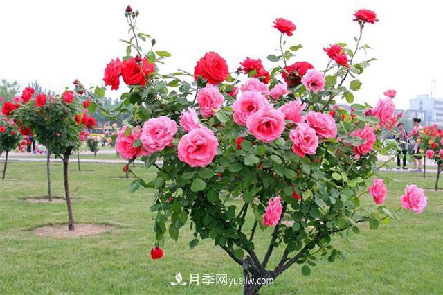樹狀月季，月季新品，綠化之選，美出天際(圖2)
