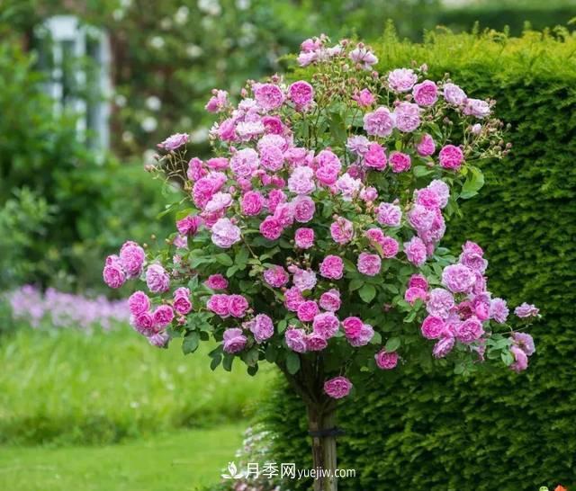月季升級(jí)版月季樹，養(yǎng)護(hù)就4點(diǎn)，有模有樣開成樹月花(圖3)