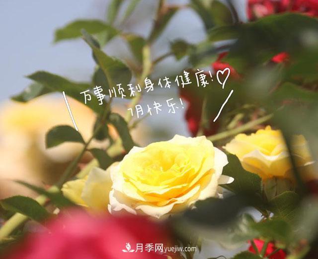 月季科學(xué)養(yǎng)護(hù)大盤點，讓你少走彎路！(圖1)