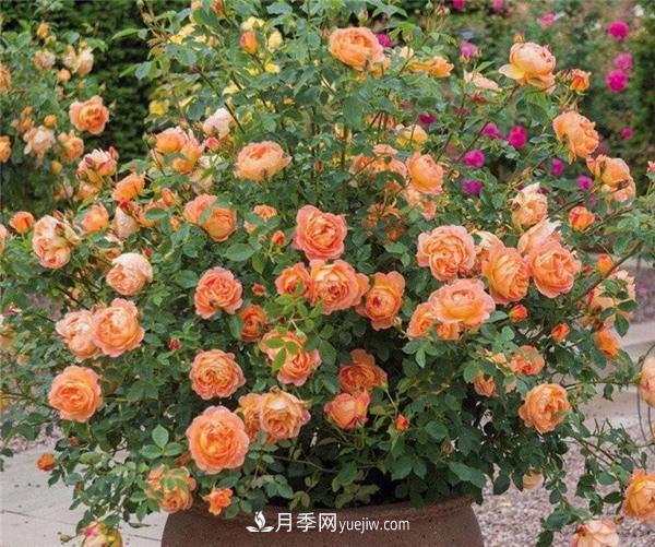 推薦6款月季，高貴典雅的花名讓人過(guò)目不忘(圖5)