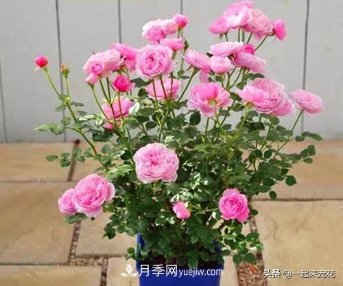 5種微型月季，好養(yǎng)又好看，是陽臺盆栽月季佳品(圖1)