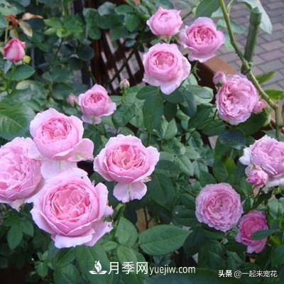 5種微型月季，好養(yǎng)又好看，是陽臺盆栽月季佳品(圖2)