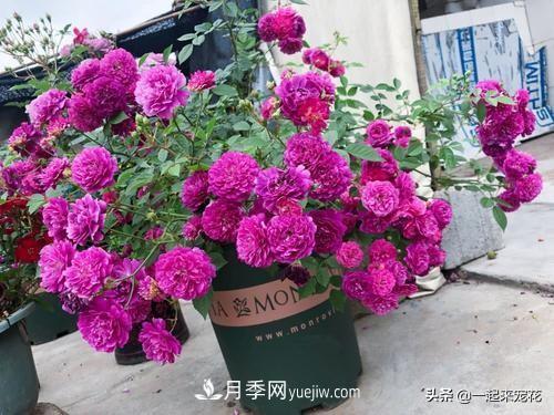 5種微型月季，好養(yǎng)又好看，是陽臺盆栽月季佳品(圖4)