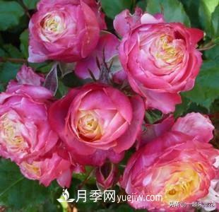 5種微型月季，好養(yǎng)又好看，是陽臺盆栽月季佳品(圖6)
