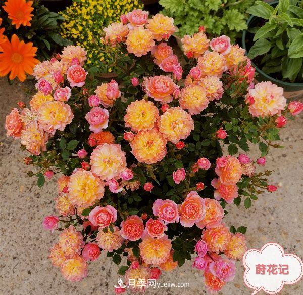 月季冬剪養(yǎng)護(hù)，豈能“統(tǒng)一行動(dòng)”？此篇揭開冬剪時(shí)間之謎(圖2)