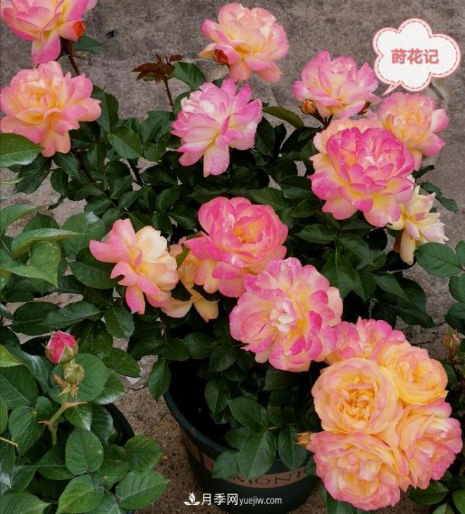 月季冬剪養(yǎng)護(hù)，豈能“統(tǒng)一行動(dòng)”？此篇揭開冬剪時(shí)間之謎(圖3)