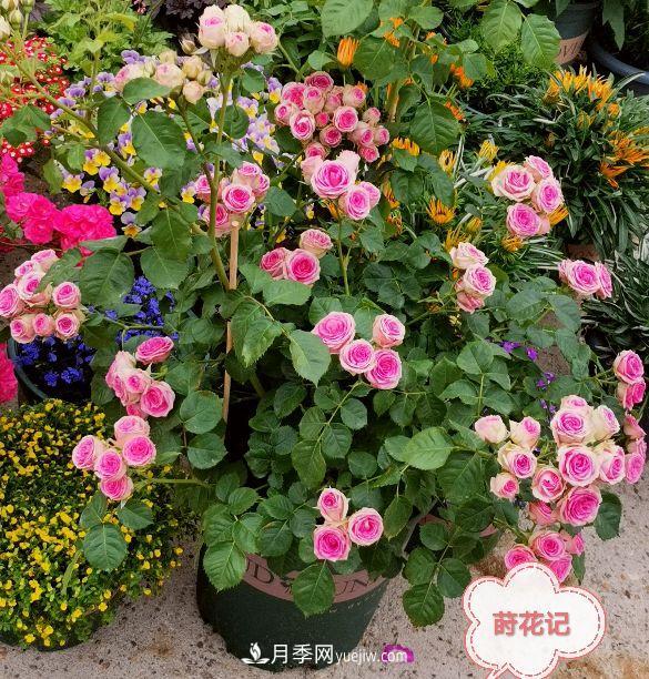 月季冬剪養(yǎng)護(hù)，豈能“統(tǒng)一行動(dòng)”？此篇揭開冬剪時(shí)間之謎(圖4)