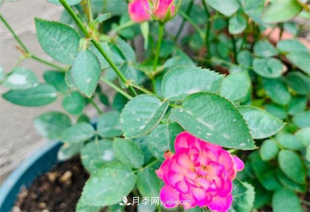 做為一個養(yǎng)花人，我和宿遷月季的不解之緣(圖2)