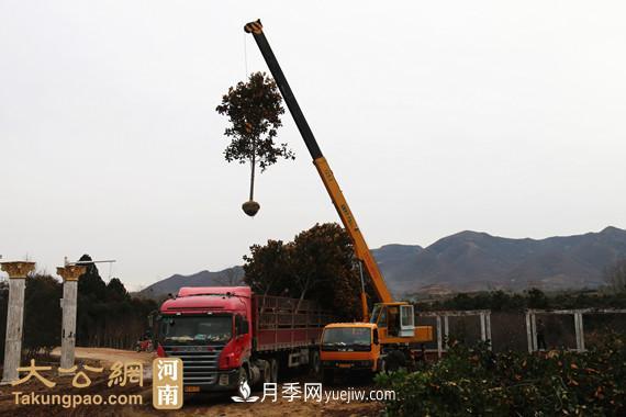 南陽南召：玉蘭苗木產(chǎn)業(yè) 飄香名揚天下(圖4)