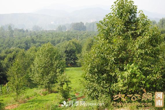 南陽南召：玉蘭苗木產(chǎn)業(yè) 飄香名揚天下(圖2)