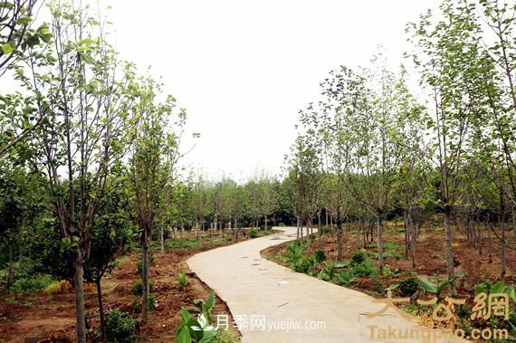 南陽南召：玉蘭苗木產(chǎn)業(yè) 飄香名揚天下(圖6)