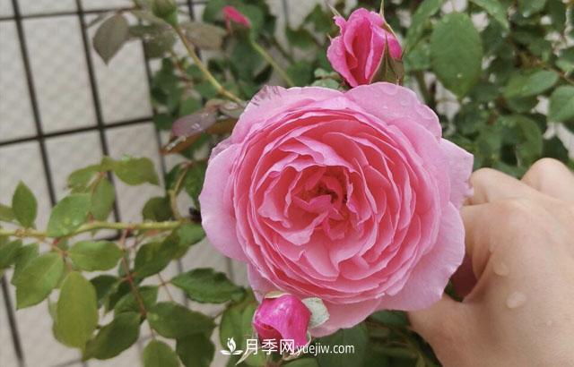 適合在北向陽(yáng)臺(tái)養(yǎng)的5個(gè)月季品種，輕松開(kāi)花(圖1)