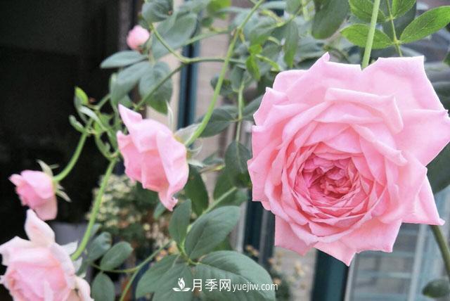 適合在北向陽(yáng)臺(tái)養(yǎng)的5個(gè)月季品種，輕松開(kāi)花(圖2)