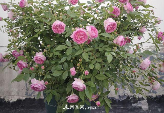 適合在北向陽(yáng)臺(tái)養(yǎng)的5個(gè)月季品種，輕松開(kāi)花(圖3)