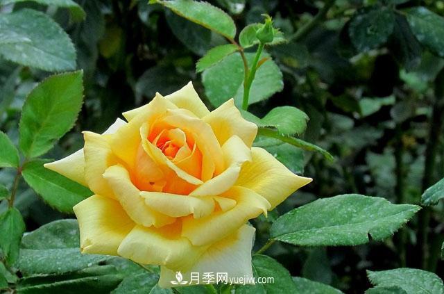 月季花5條養(yǎng)殖方法，花期長達180天，香味濃郁撲滿鼻(圖1)