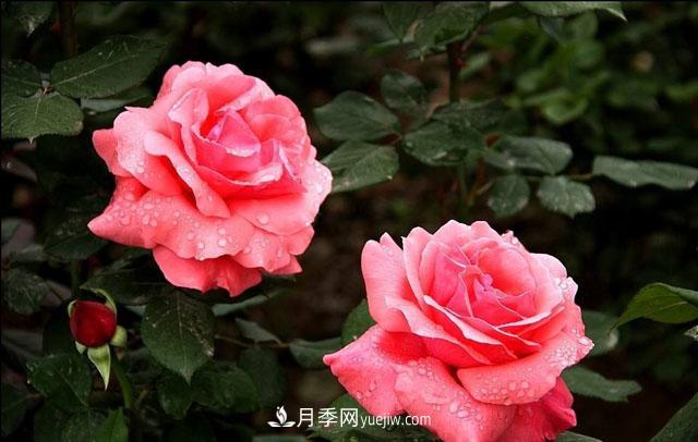 月季花5條養(yǎng)殖方法，花期長達180天，香味濃郁撲滿鼻(圖2)