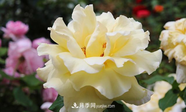 集齊這10種顏色的月季花品種，你就是花界大神，打開(kāi)眼界(圖2)