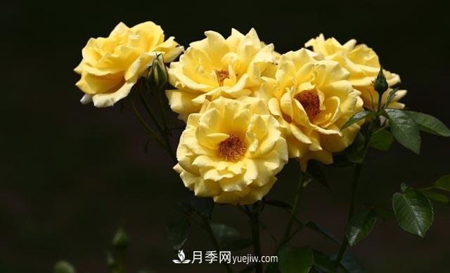 集齊這10種顏色的月季花品種，你就是花界大神，打開(kāi)眼界(圖3)