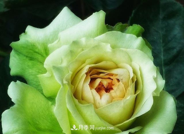 集齊這10種顏色的月季花品種，你就是花界大神，打開(kāi)眼界(圖4)