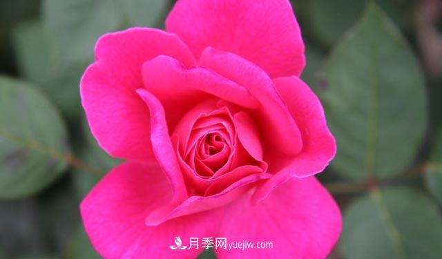 集齊這10種顏色的月季花品種，你就是花界大神，打開(kāi)眼界(圖5)