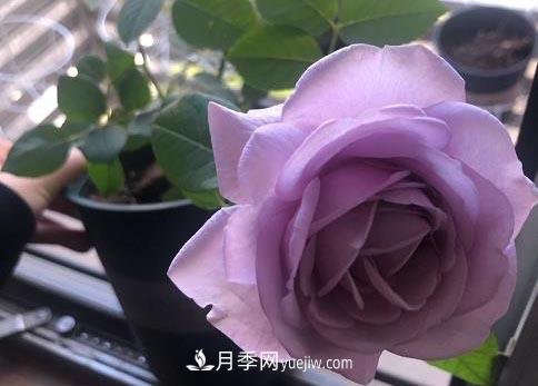 集齊這10種顏色的月季花品種，你就是花界大神，打開(kāi)眼界(圖6)