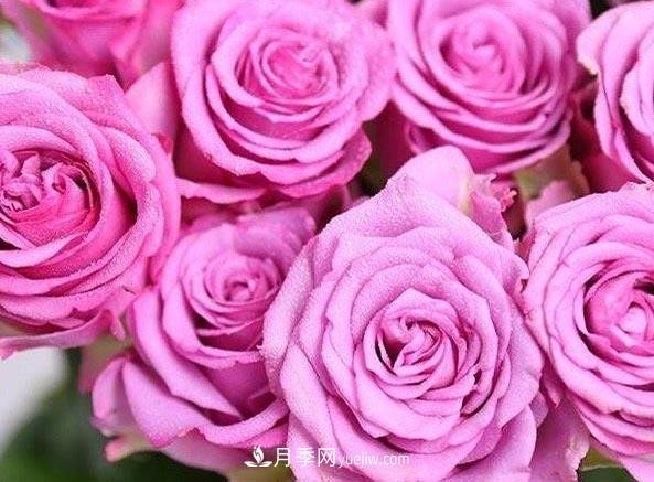 集齊這10種顏色的月季花品種，你就是花界大神，打開(kāi)眼界(圖7)