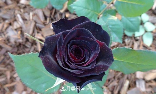 集齊這10種顏色的月季花品種，你就是花界大神，打開(kāi)眼界(圖8)