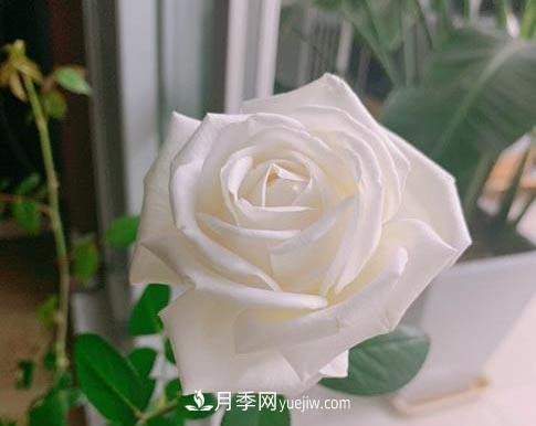集齊這10種顏色的月季花品種，你就是花界大神，打開(kāi)眼界(圖9)