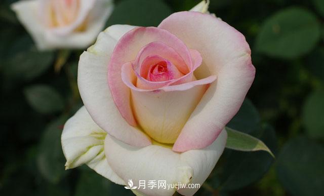 集齊這10種顏色的月季花品種，你就是花界大神，打開(kāi)眼界(圖10)