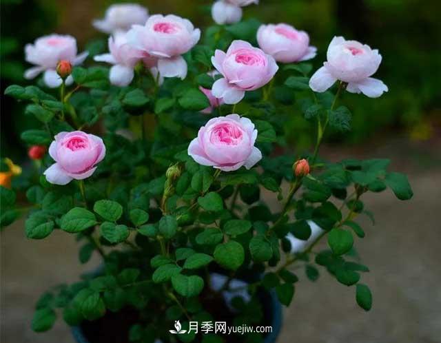 月季花容易招蟲，盆里丟兩種東西殺菌滅蟲效果好(圖2)