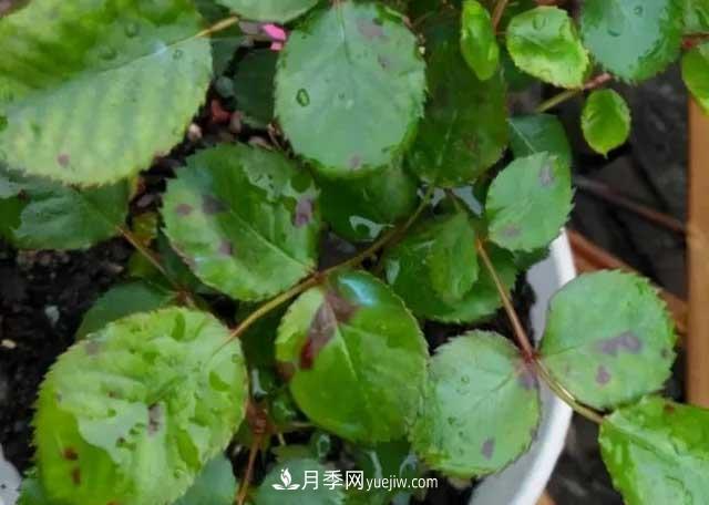月季花容易招蟲，盆里丟兩種東西殺菌滅蟲效果好(圖3)