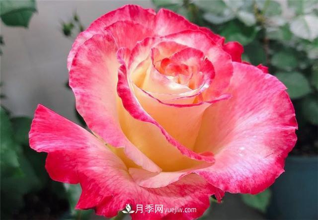 月季紅雙喜，養(yǎng)護(hù)簡單開花多，只要4招1年開花10個月(圖2)