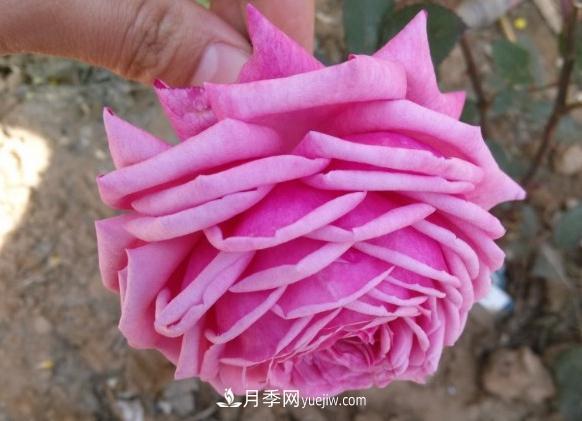 10款月季花，花比拳頭大，隨便一棵就能長(zhǎng)一院子(圖1)