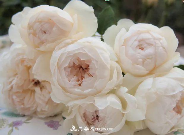10款月季花，花比拳頭大，隨便一棵就能長(zhǎng)一院子(圖4)