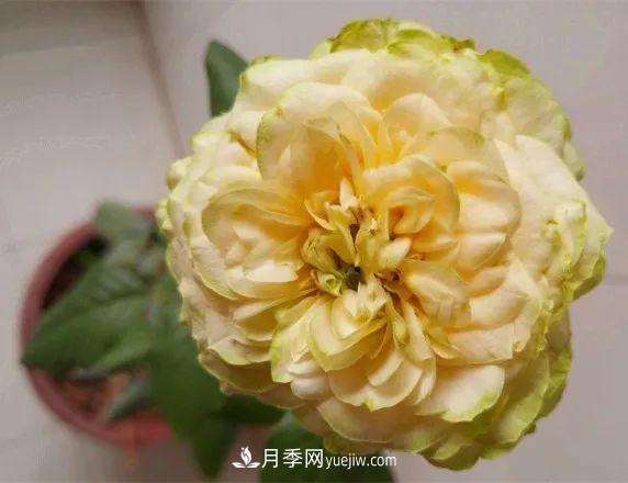 10款月季花，花比拳頭大，隨便一棵就能長(zhǎng)一院子(圖8)