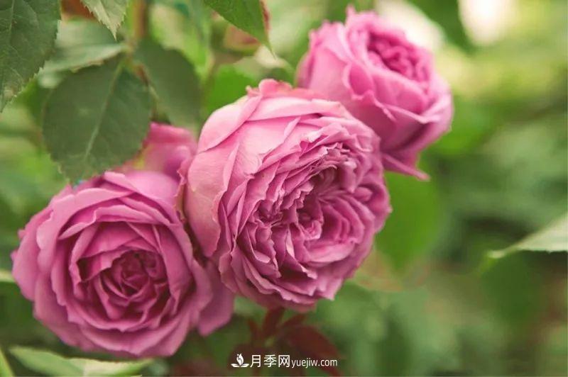 10款月季花，花比拳頭大，隨便一棵就能長(zhǎng)一院子(圖7)