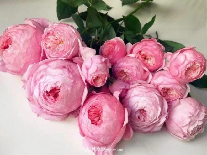 10款月季花，花比拳頭大，隨便一棵就能長(zhǎng)一院子(圖10)
