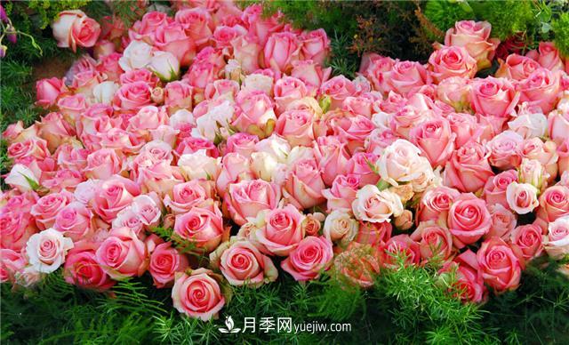 推薦給小白花友這6種月季花，扔到土里就能活(圖1)