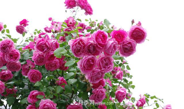 推薦給小白花友這6種月季花，扔到土里就能活(圖2)