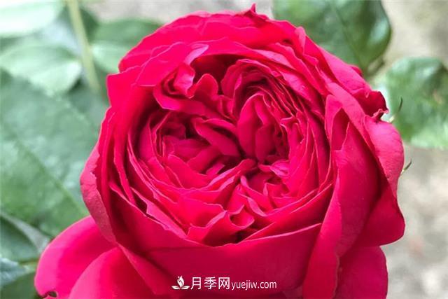 推薦給小白花友這6種月季花，扔到土里就能活(圖3)