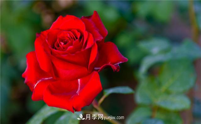 推薦給小白花友這6種月季花，扔到土里就能活(圖4)