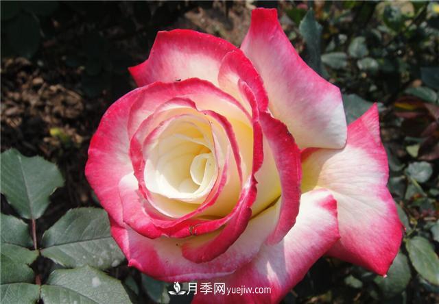 推薦給小白花友這6種月季花，扔到土里就能活(圖5)