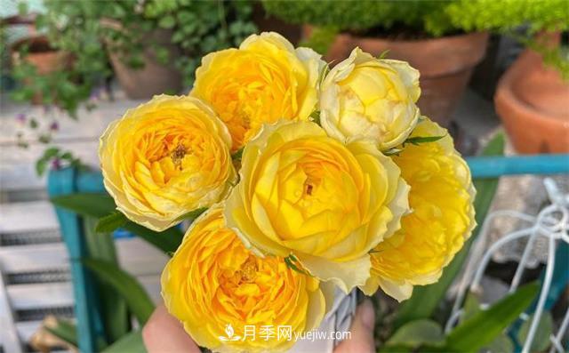 推薦給小白花友這6種月季花，扔到土里就能活(圖6)