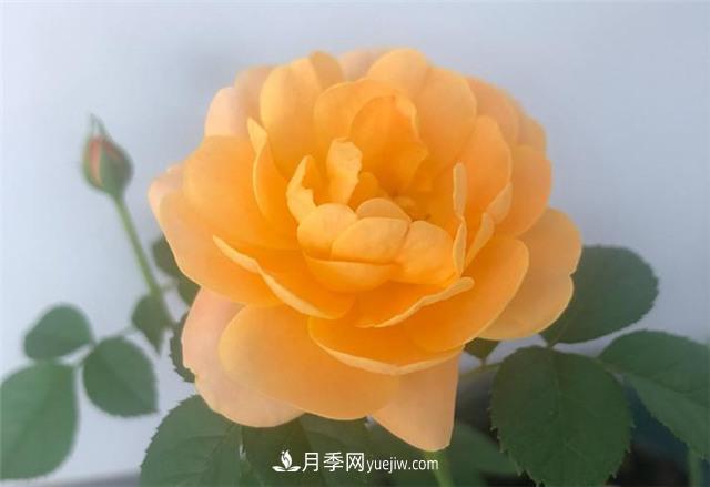 推薦給小白花友這6種月季花，扔到土里就能活(圖7)