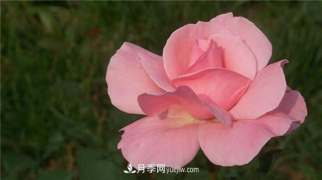 紅蜘蛛是月季花的天敵，有3種方法輕松消滅(圖2)