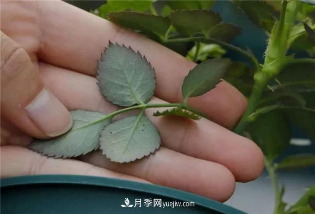 紅蜘蛛是月季花的天敵，有3種方法輕松消滅(圖3)